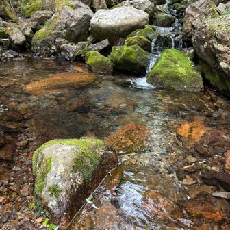 川の水が澄んでいて、綺麗