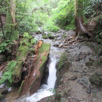 いつもより水量が多い