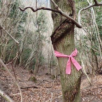 ピーク14番目、南浦山とあるが山頂も標識も無くこの辺らしい？しかも危険な感じ