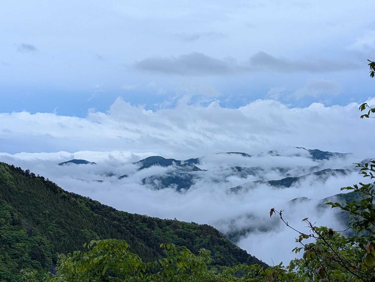 ウッドチップの小路に脚が癒され始めると、あら雲海の世界が見えています。
向うは生籐山や東京湾が見えるはず…。