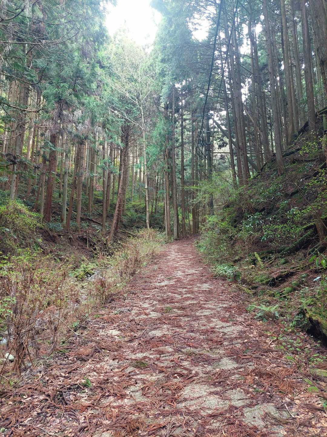 金剛山の舗装路の中では好きな雰囲気