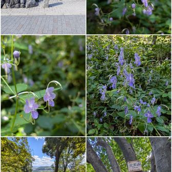 東黒門跡。

天王山登山口の近く。
カリガネソウ満開。

石清水八幡宮に向かって、ストレッチ。

天王山。