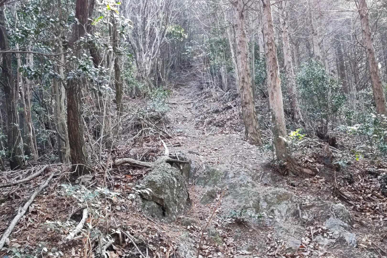 大師山-三ヶ岳 往復コースの写真
