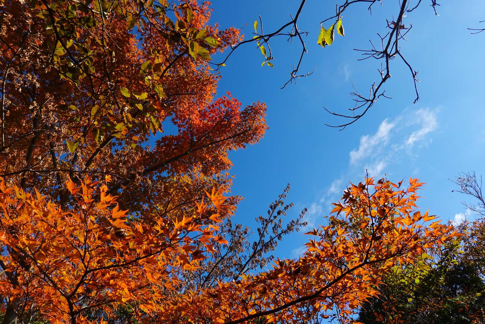 青空と紅葉
