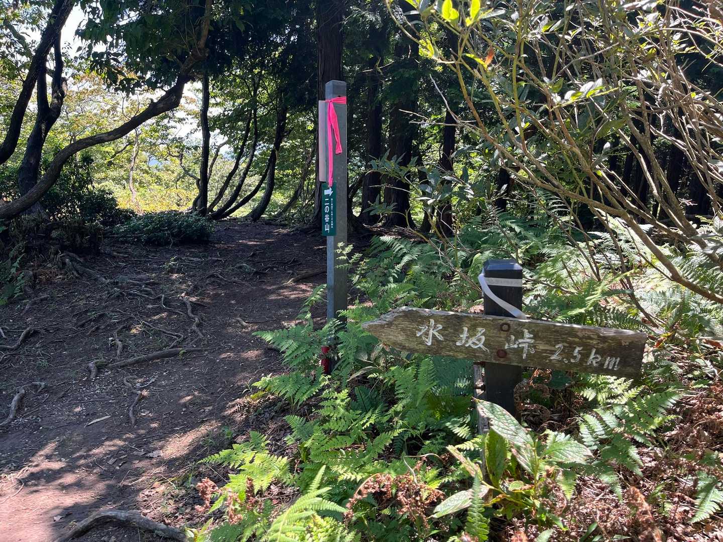 下山途中
この手前で登山道を見失いました😂
登りは踏み跡がしっかり見えるけど、下りは見えずらいです