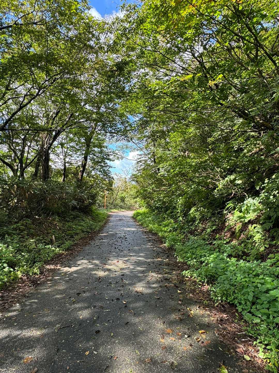 最後の散歩山歩