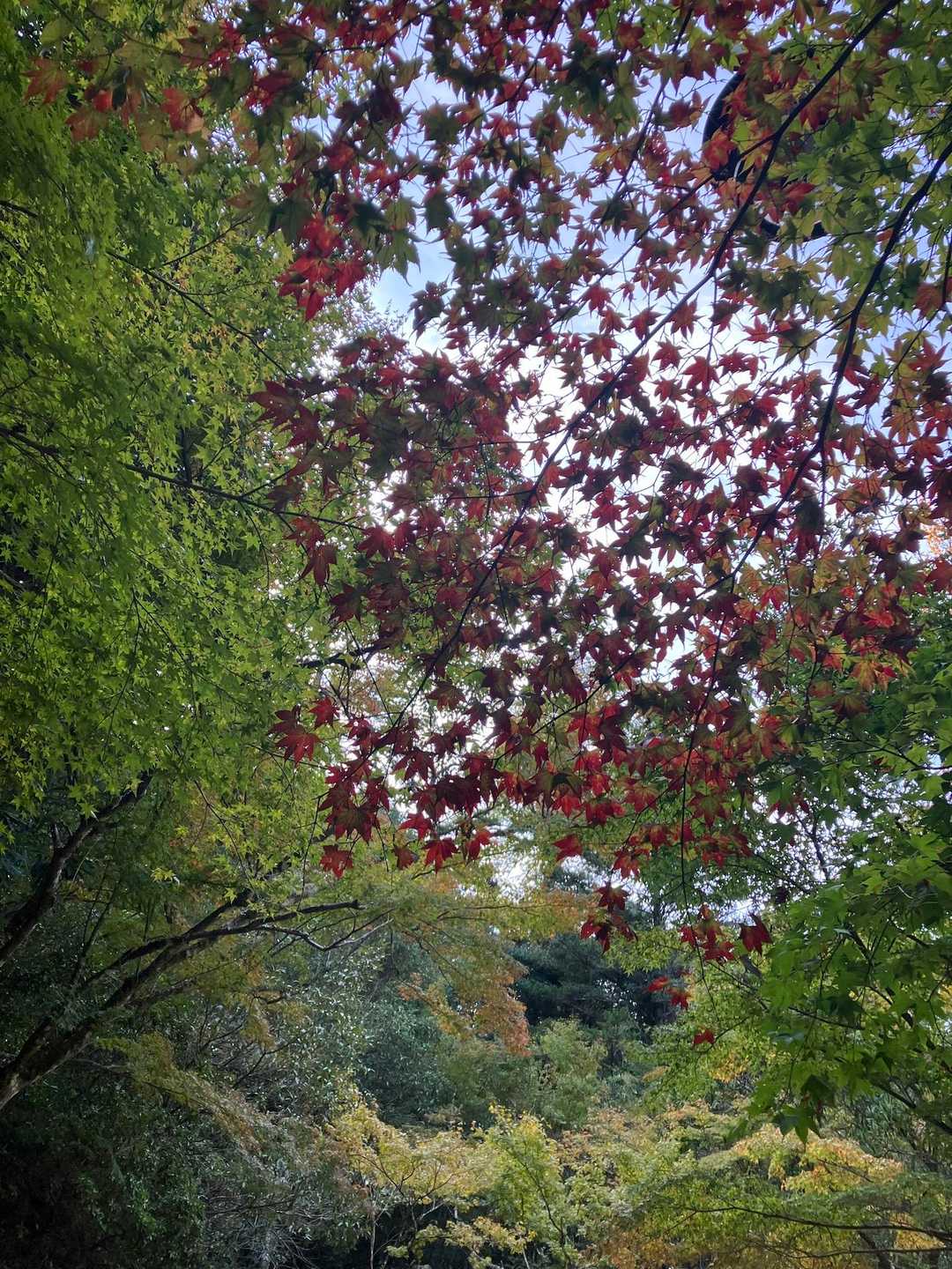 紅葉ゆっくり