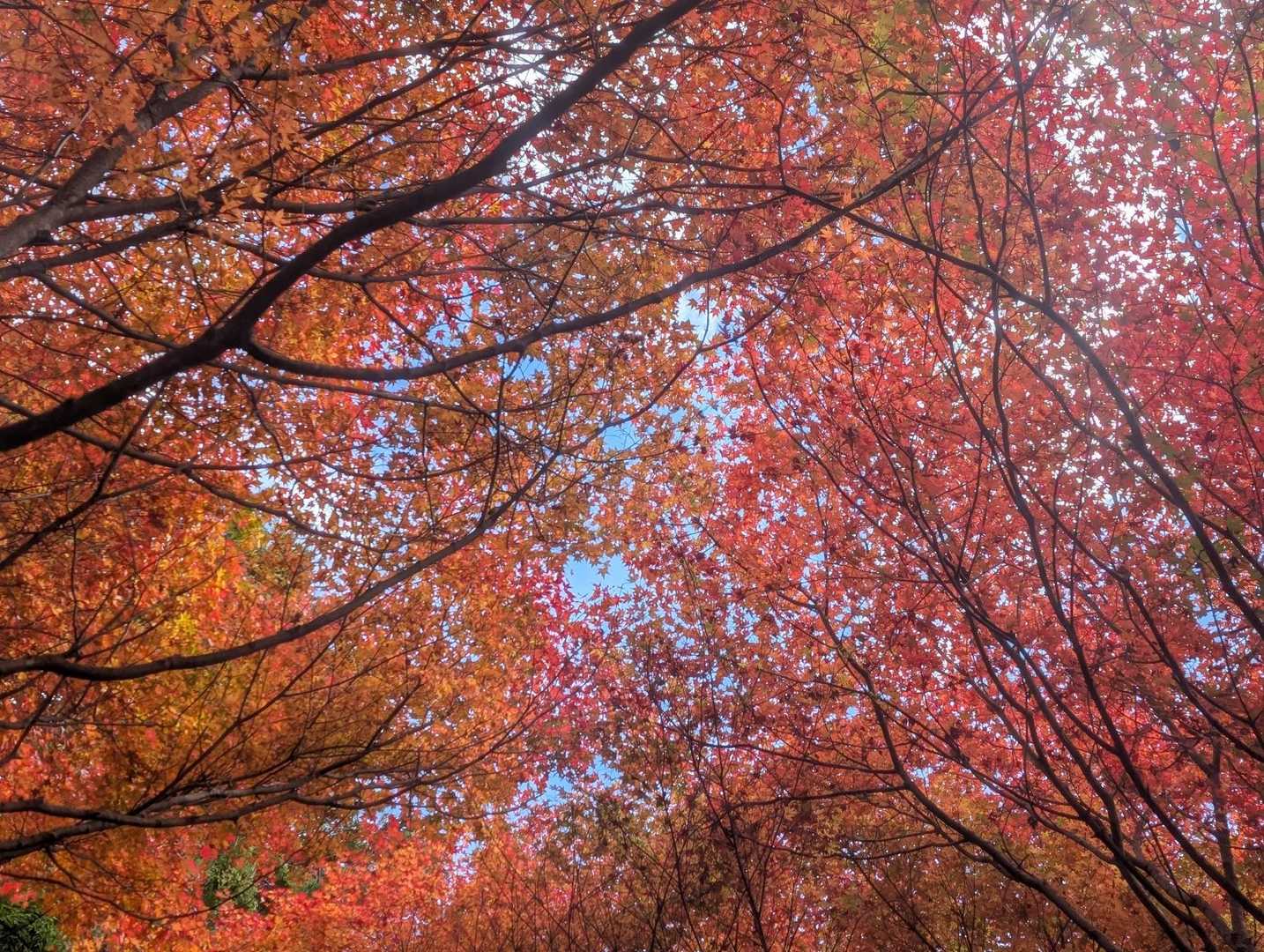 御岳山付近では素晴らしい紅葉が出迎えてくれます😄✨