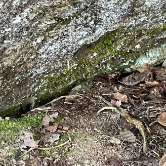もうこれ！光ってないけど、これってことにして帰りましょう