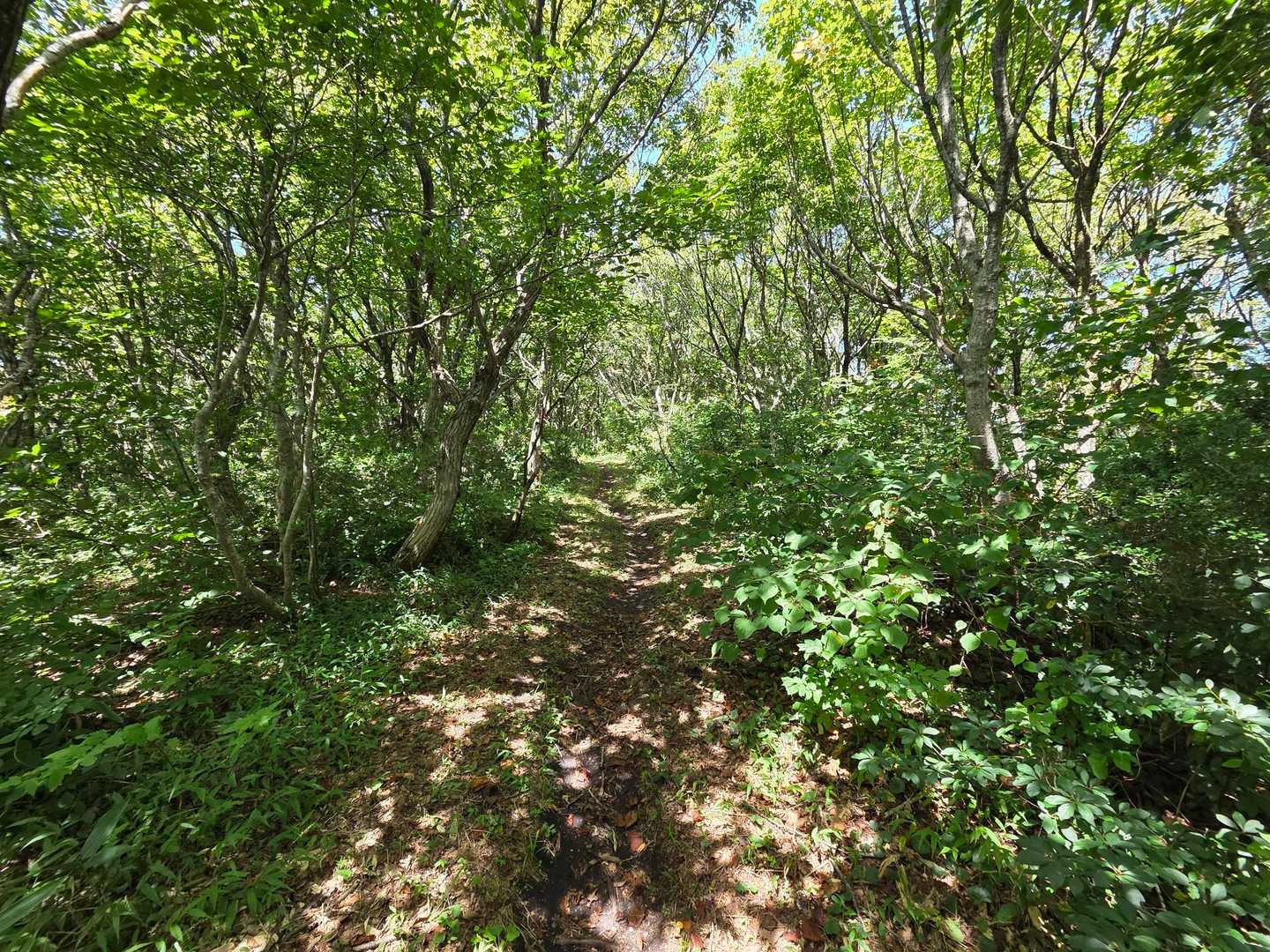 歩きやすい登山道