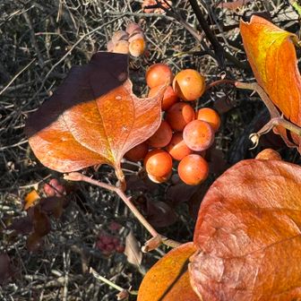 ここでも、サンキライの実が目に留まります。