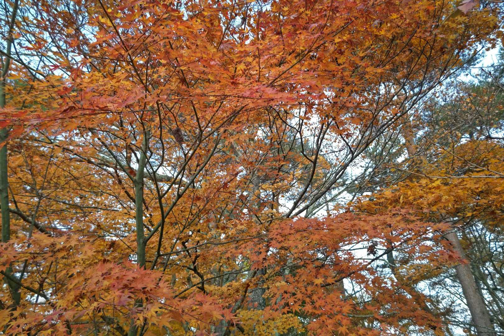 山中湖湖畔の紅葉🍁