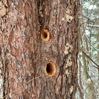 ズキューン❗️穴をあけたのだ〜れ？
アカゲラかな😆