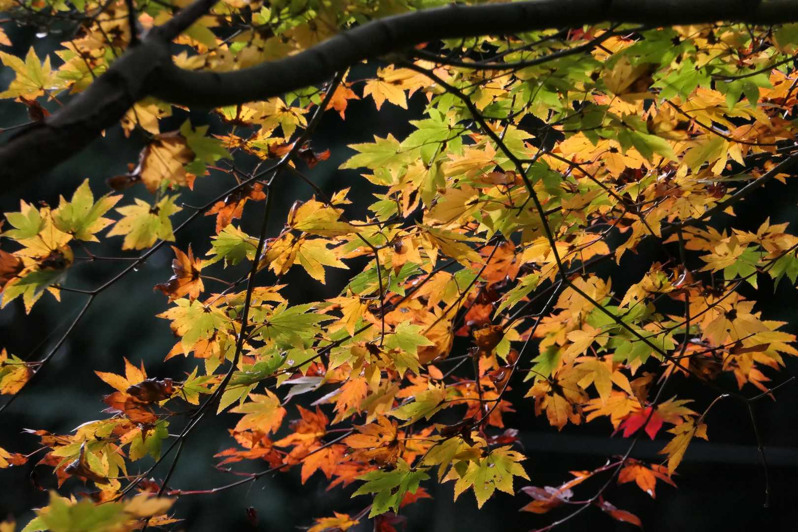 赤と黄色と緑が混ざっています🍁