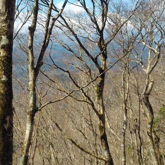 富士山があるのですが木の枝で良く写りません。