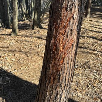 真新しい爪痕。
木の根元には人間サイズの💩
この先にも4ヶ所ぐらい古い💩ありました。
他に歩いてる人がいたこともあって、正常性バイアス働いてそのまま進んでしまいましたが、今回は何事もなかったけど反省😓