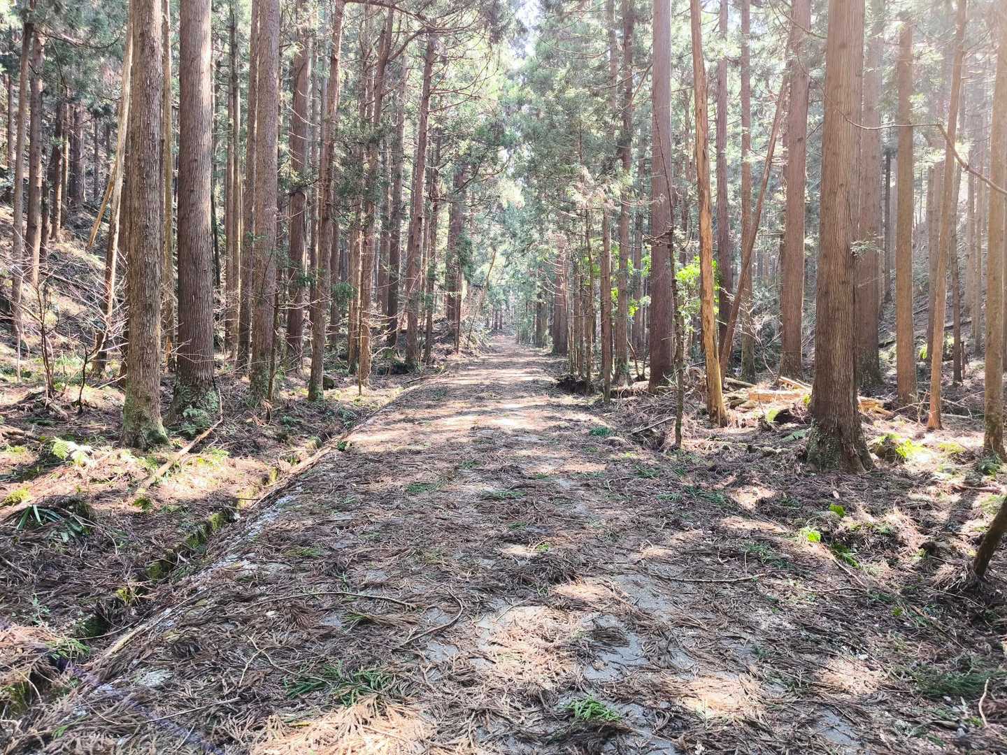 杉林を歩く。
