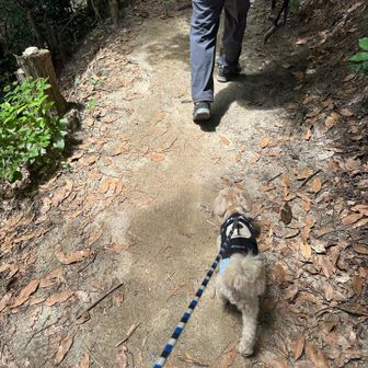 東の宮でお会いした犬好きな方と一緒に山頂へ
ついて行きます🐕