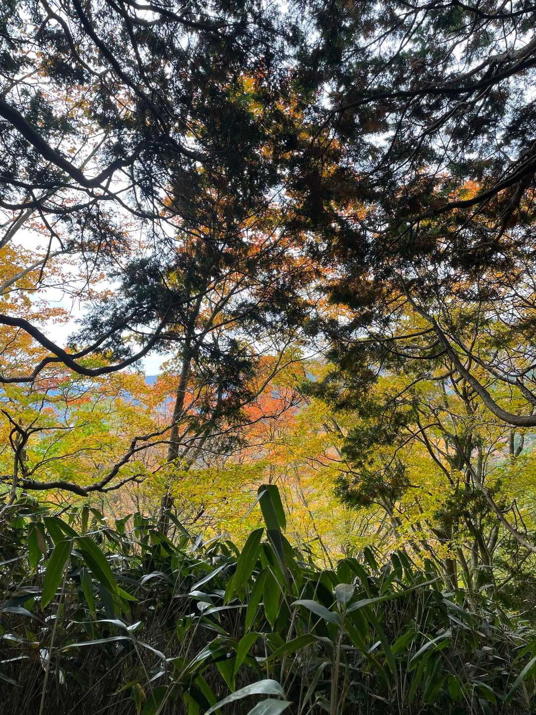 公時神社登山口-金時山-長尾山-乙女峠-姥ヶ茶屋 縦走コースの写真