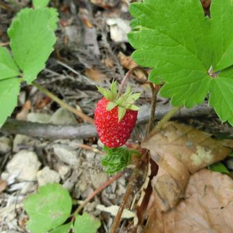 うまそうな🍓😁
何イチゴかは知らない😆食えるのかな？🤔
無事げざーん
ガタゴト林道を慎重に帰ります🚗