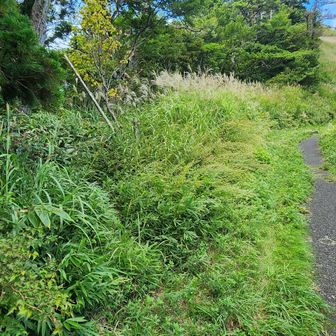 分かりにくい分岐点