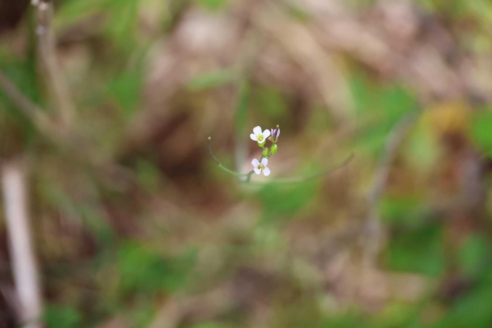 ハタザオ的な花だけど…なんだろう。