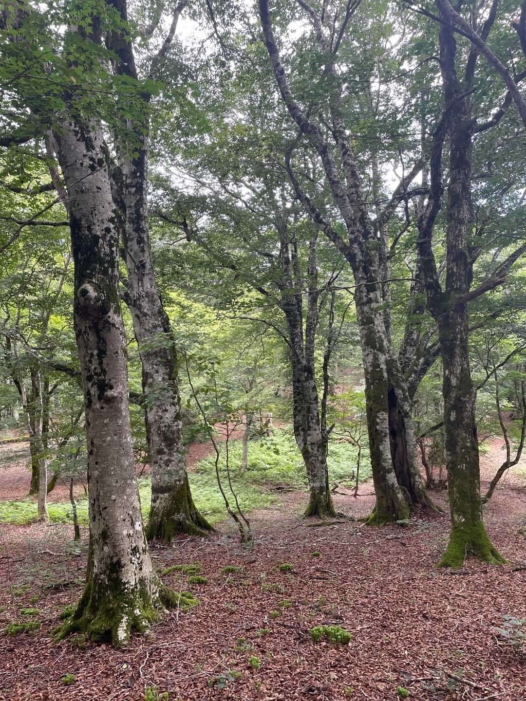 歩きやすくて気持ちいい🚶