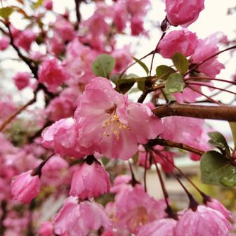 桃？かとおもったら看板には「ハナカイドウ」と書かれてました。