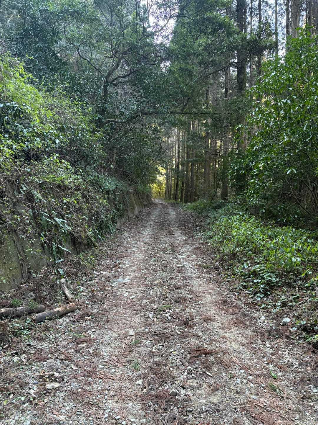 牛の峠登山口-牛の峠 往復コースの写真