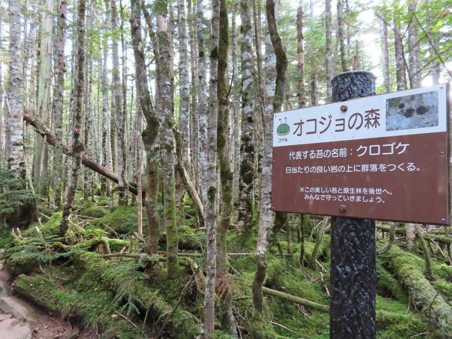 丸山 周回コースの写真