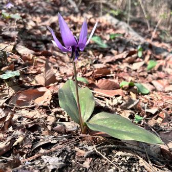 今日は温かく
たくさん咲いてました