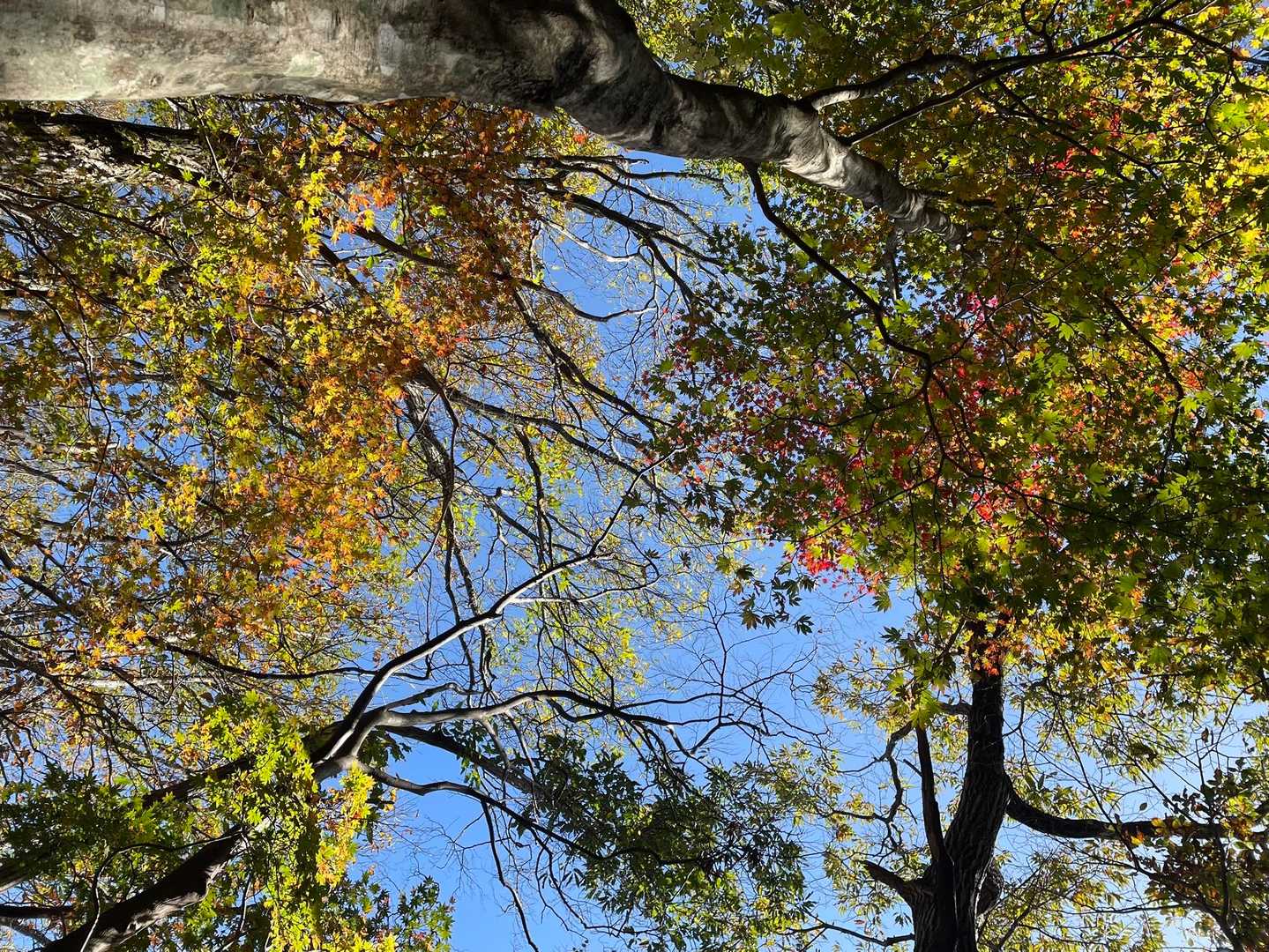 巨大なもみじ🍁