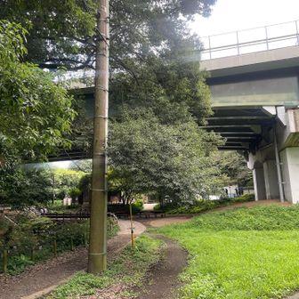 246をくぐります