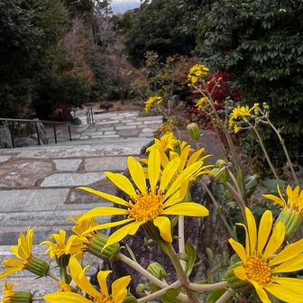 石蕗（ツワブキ）
一説によると、蕗（フキ）に似た葉に艶があるところから『ツヤフキ』と呼ばれ、『ツワブキ』に訛化したとされる。