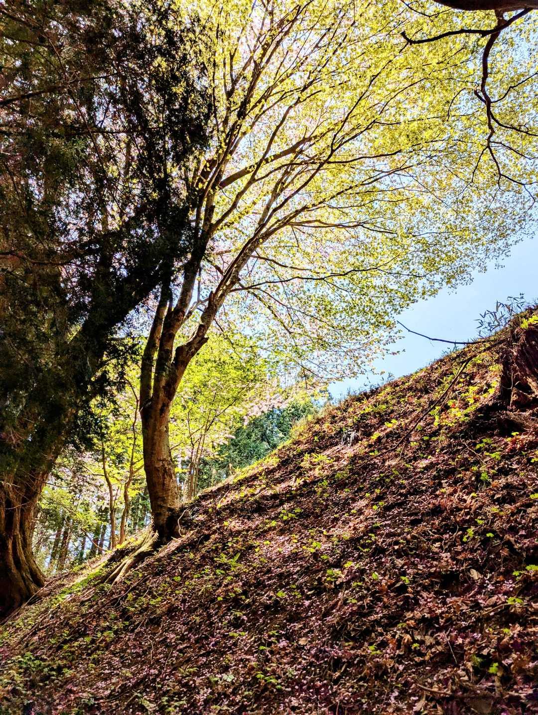 斜面は桜満開でした