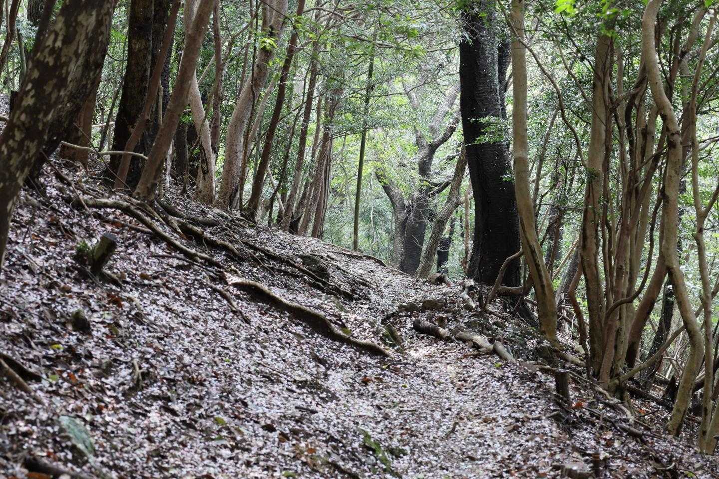 帰り道　桜の花びらで染まっていた