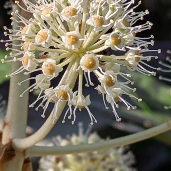 ヤツデの花。
アップで見ると不思議だ〜😆