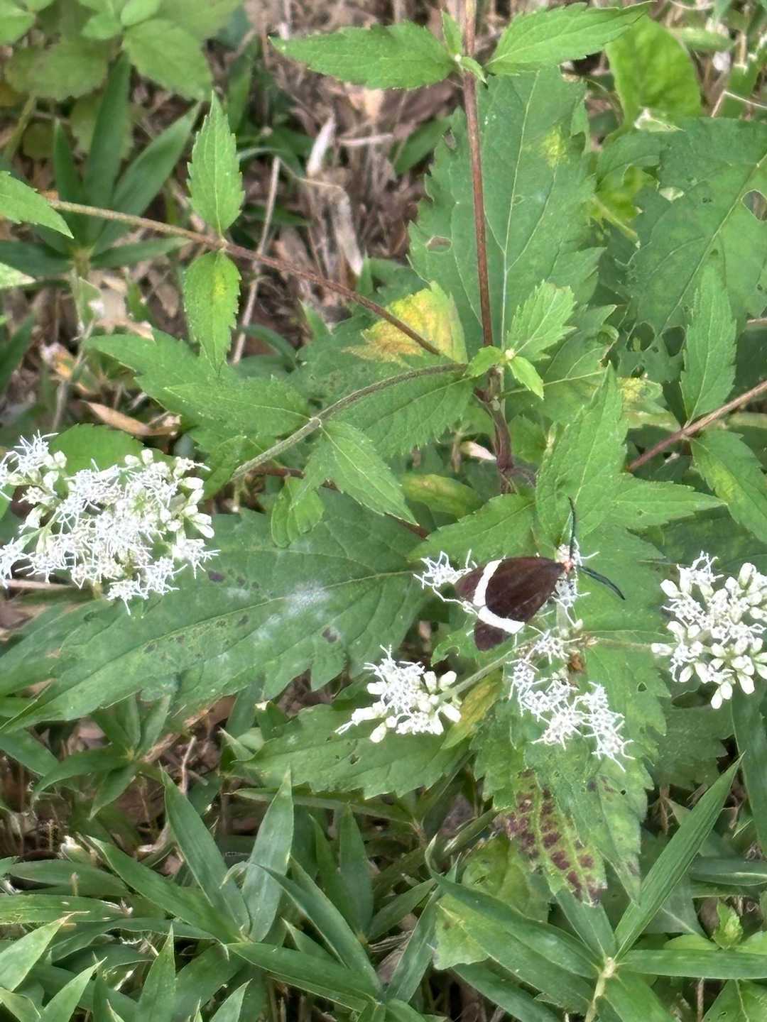 今年は黒くて白い線の入ってるガ
大量発生してるみたい😱