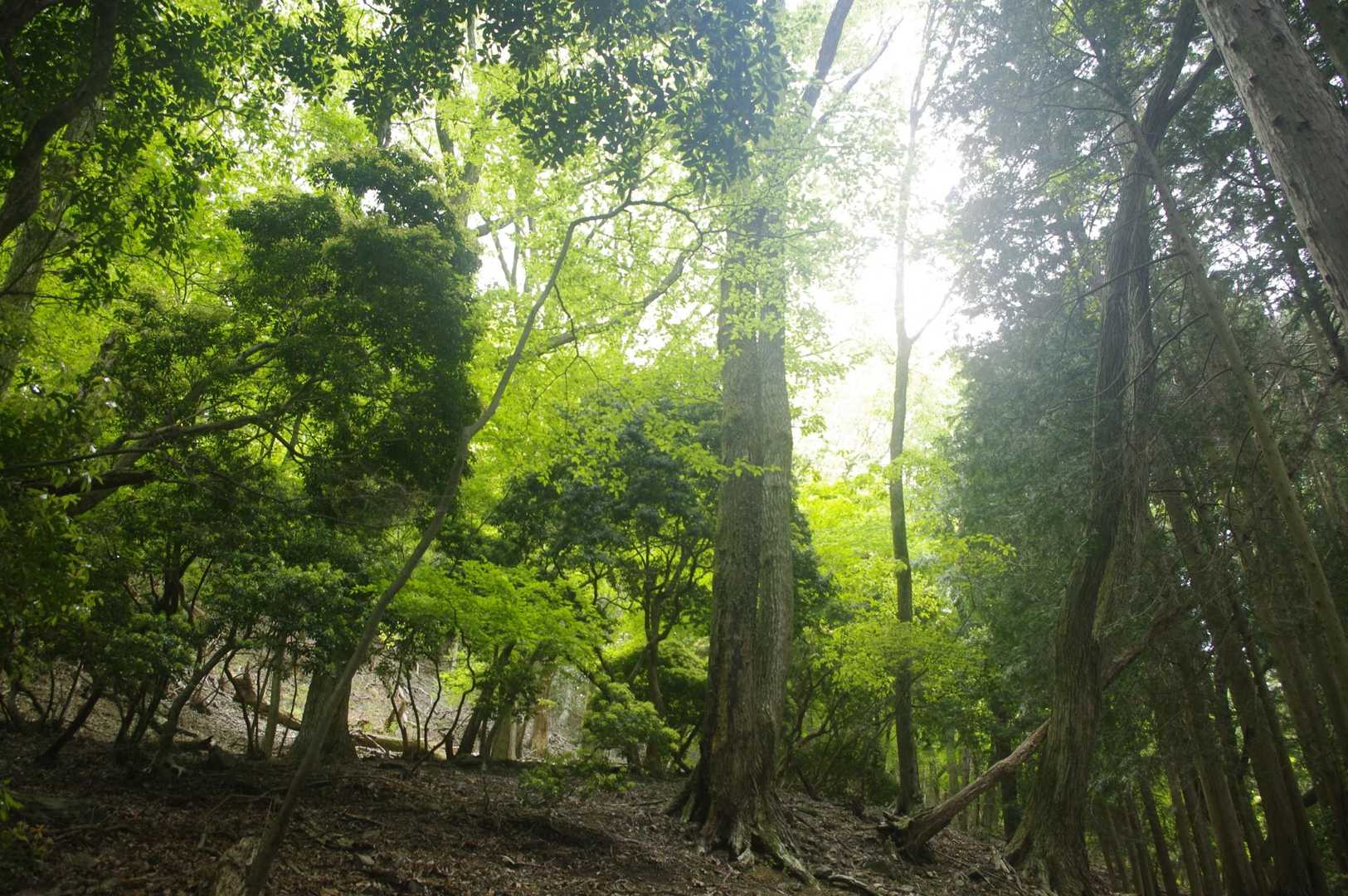 高束山 往復コースの写真