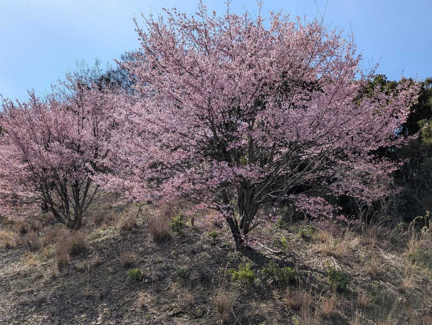 大泉神社-気延山-八倉比売神社-阿波史跡公園管理事務所 縦走コースの写真