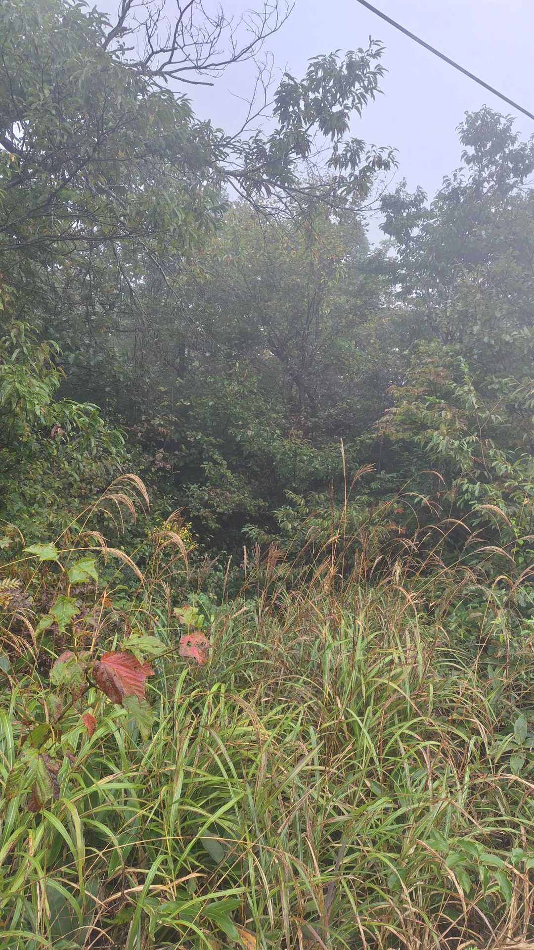 この先がピーク
霧雨降ってるよ〜