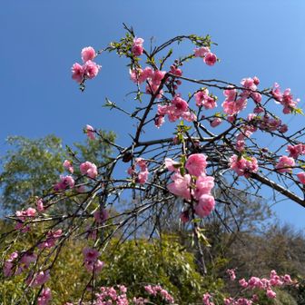 この時期の山は本当綺麗でした。