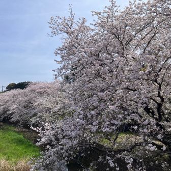井野山登山口近くの桜