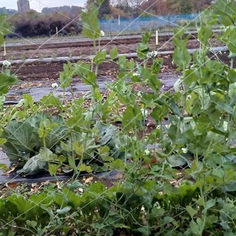 公園のおとなり家庭菜園、えんどうだね
