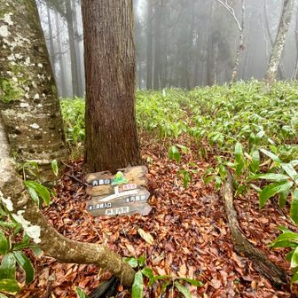 分岐に到着。
この峠が通れない場合は、三段峡からのルートも考えたが、このロングコースに熊🐻の出没情報があり、懸念していた😧