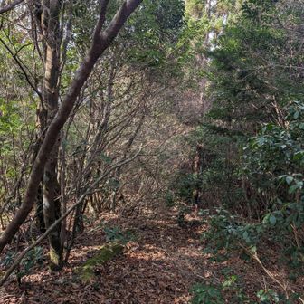 権現山方面は藪漕ぎのレポがあったので行かない