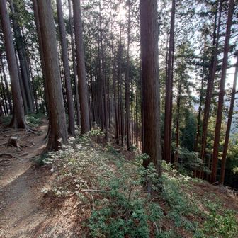 この杉半分くらい切り倒したい
