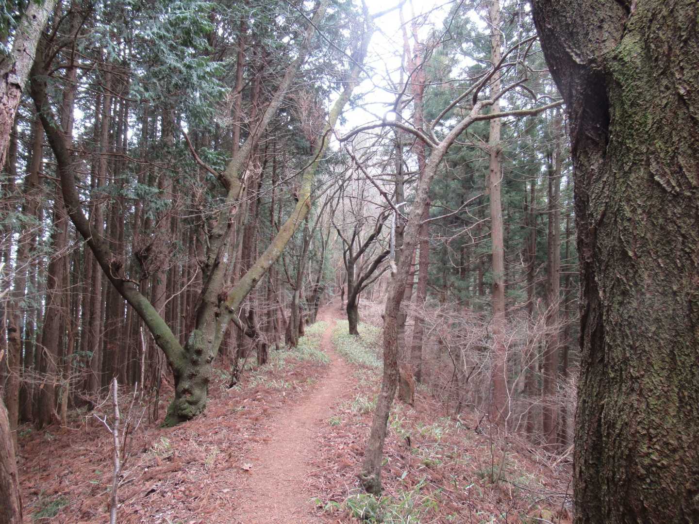 桜の巨木があります。