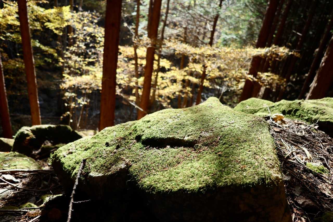 苔と黄葉🍁