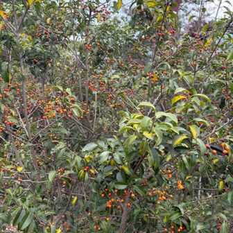 ソヨゴ　風に揺れたらそよそよ音がするからソヨゴらしい🤭